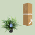 Phlebodium Blue Fern: Eleganter Farn im 14cm Topf, 40cm hoch Bild 4