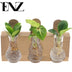 Hydroponie Pflanzenmix im Glas - Ø7cm, ↕10cm Bild 2