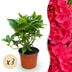 Green BoutiQ - Garden Plant - Hydrangea macrophylla Red - Hydrangea - Hardy - Red - 3 Plants - Pot 12cm - Height 20-30cm Bild 1