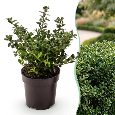 Green boutiQ - 40x Ilex crenata Stokes - Japanische Stechpalme - Heckenpflanzen - Immergrün - Grün - Topf 9cm - Höhe 20-30cm