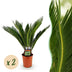 Green boutiQ Cycas revoluta (Palmfarn) - Pflegeleicht, 70cm, Topf 17cm Bild 1