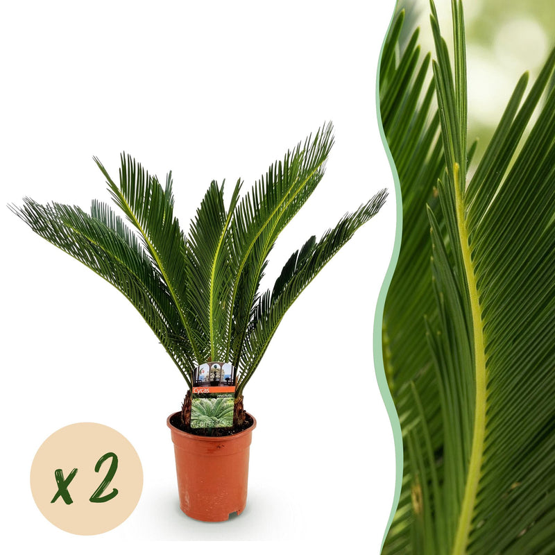 Green boutiQ Cycas revoluta (Palmfarn) - Pflegeleicht, 70cm, Topf 17cm