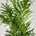 Chamaedorea Elegans (Mexikanische Bergpalme), 2er Pack, Ø12cm Bild 4