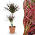 Dracaena Magenta: pflegeleichte Zimmerpflanze mit roten Stämmen Bild 1