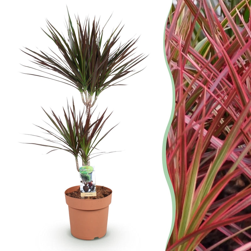Dracaena Magenta: pflegeleichte Zimmerpflanze mit roten Stämmen