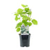 GreenboutiQ Rispenhortensie Annabelle, weiße Blüte, Topf 17cm Bild 2