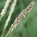 12x Glanzgras Sesleria autumnalis, 10-25cm, im 9cm Topf Bild 7