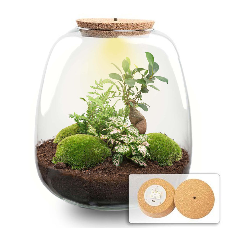 Pflanzenterrarium Emma – DIY-Set mit Bonsai & LED-Kork