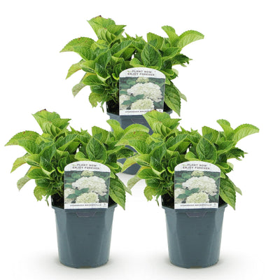 GreenboutiQ - Hortensie - Hydrangea macrophylla Weiß - Blüte Weiß  - 3 Pflanzen - 1 m2 - Laubabwerfend - Wenig Pflege - Topf 17cm Höhe 30cm