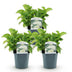 GreenboutiQ - Hortensie - Hydrangea macrophylla Weiß - Blüte Weiß  - 3 Pflanzen - 1 m2 - Laubabwerfend - Wenig Pflege - Topf 17cm Höhe 30cm Bild 11