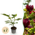 Magnolia Genie Strauch: Lila Blüten, pflegeleicht, 3er Set im 12cm Topf Bild 1