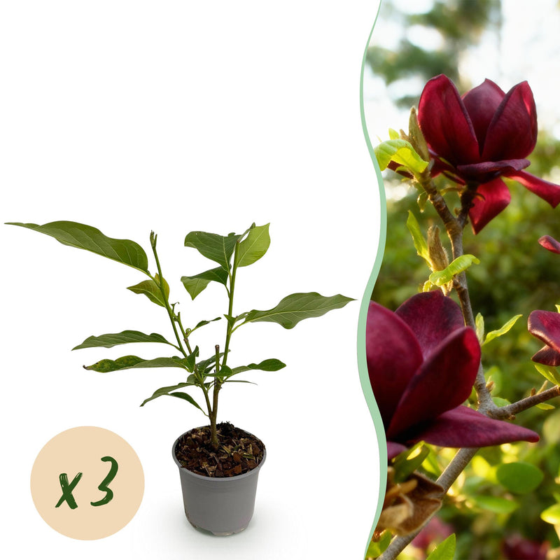 Magnolia Genie Strauch: Lila Blüten, pflegeleicht, 3er Set im 12cm Topf