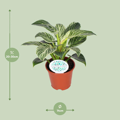 Philodendron Birkin - Ø14cm - H25cm - Pflegeleicht & Dekorativ