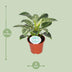 Philodendron Birkin - Ø14cm - H25cm - Pflegeleicht & Dekorativ Bild 2