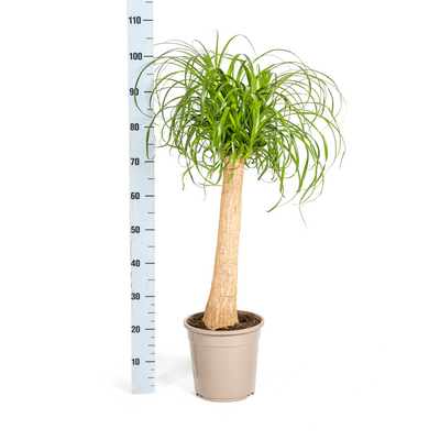 Beaucarnea Recurvata im Korb Ø24cm - 80-100cm