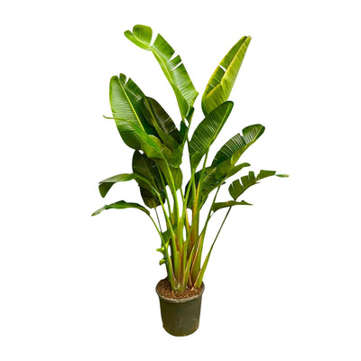 Strelitzia Augusta XXL, 250cm, Mehrfachstamm, Weiße Paradiesvogelblume