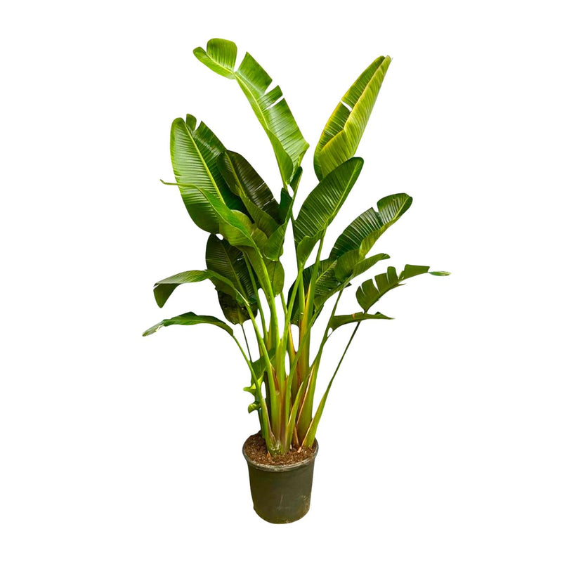 Strelitzia Augusta XXL, 250cm, Multi-stem, White Bird of Paradise