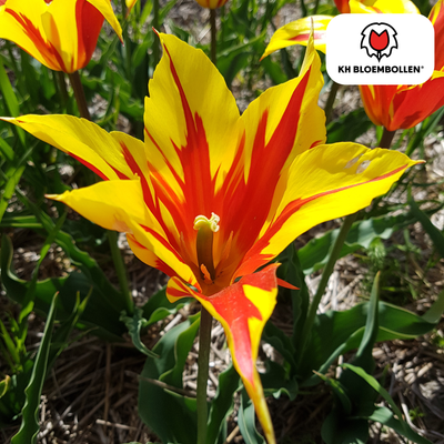 Tulip Bulbs Fire Wings – 20 Pieces | KH Bloembollen® | Red-Yellow Flamed Tulip – Fiery & Eye-catching – For Garden or Pot – Size 11/12 – Fresh from the Grower