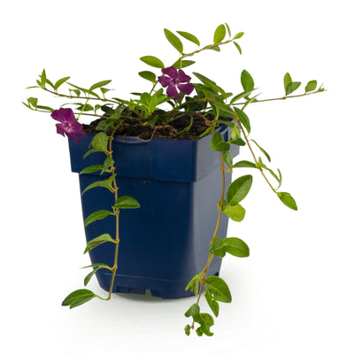 Vinca minor Atropurpurea Maagdenpalm - Bodendecker Lila Topf 11cm