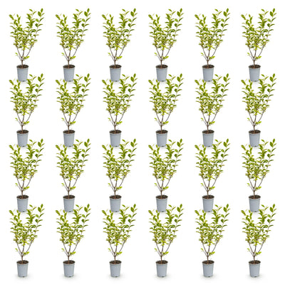 Green boutiQ - 24x Ligustrum ovalifolium Aureum - Buntblättriger Liguster - Heckenpflanzen - Immergrün - Bunt - Topf 9cm - Höhe 35-45cm
