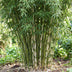 Green boutiQ Fargesia robusta Pingwu Bambus - Nicht wuchernd - 2 Pflanzen Bild 5