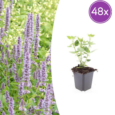 48x Agastache 'Blue Fortune' – Lavendelblaue Blütenstaude für Bienen