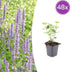 48x Agastache 'Blue Fortune' – Lavendelblaue Blütenstaude für Bienen Bild 1