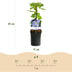 Clematis Blue Angel Climbing Plant - 2 Plants, 11cm Pot Bild 3