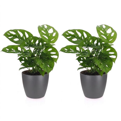 Green boutiQ - Monstera Adansonii - Monstera Adansonii - 2 Pflanzen - mit Grau Topf - Topf 12cm - Höhe - 25cm
