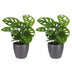 Green boutiQ - Monstera Adansonii - Monstera Adansonii - 2 Pflanzen - mit Grau Topf - Topf 12cm - Höhe - 25cm Bild 2