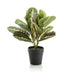 Maranta Kunstpflanze 30cm im schwarzen Topf Bild 1