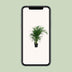 Bamboo Palm (Dypsis Lutescens) - Ø19cm - ↕100cm Bild 6