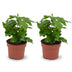 2x Coffea Arabica Kaffeepflanze - Ø 12 cm - Höhe: 25 cm Bild 1