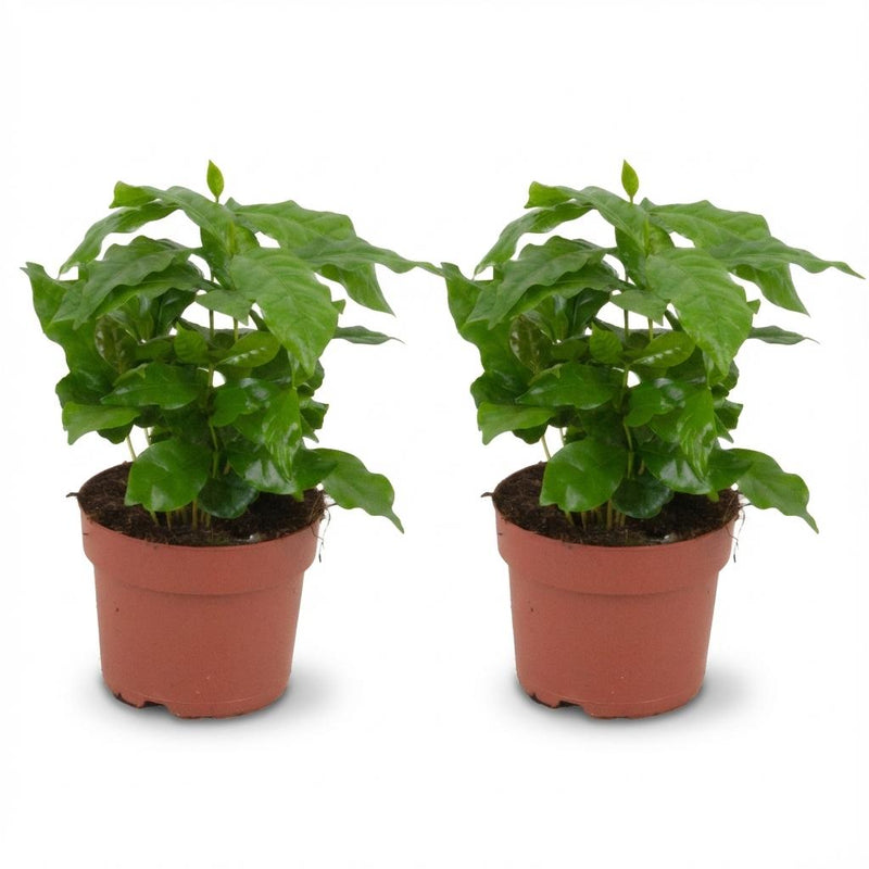 2x Coffea Arabica Kaffeepflanze - Ø 12 cm - Höhe: 25 cm