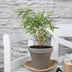Fargesia Robusta 'Pingwu' – Evergreen Bamboo for Hedges & Pots Bild 4