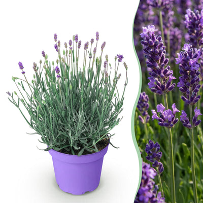 Lavendel Munstead: Violett, Winterhart, Duftend - Topf 12cm