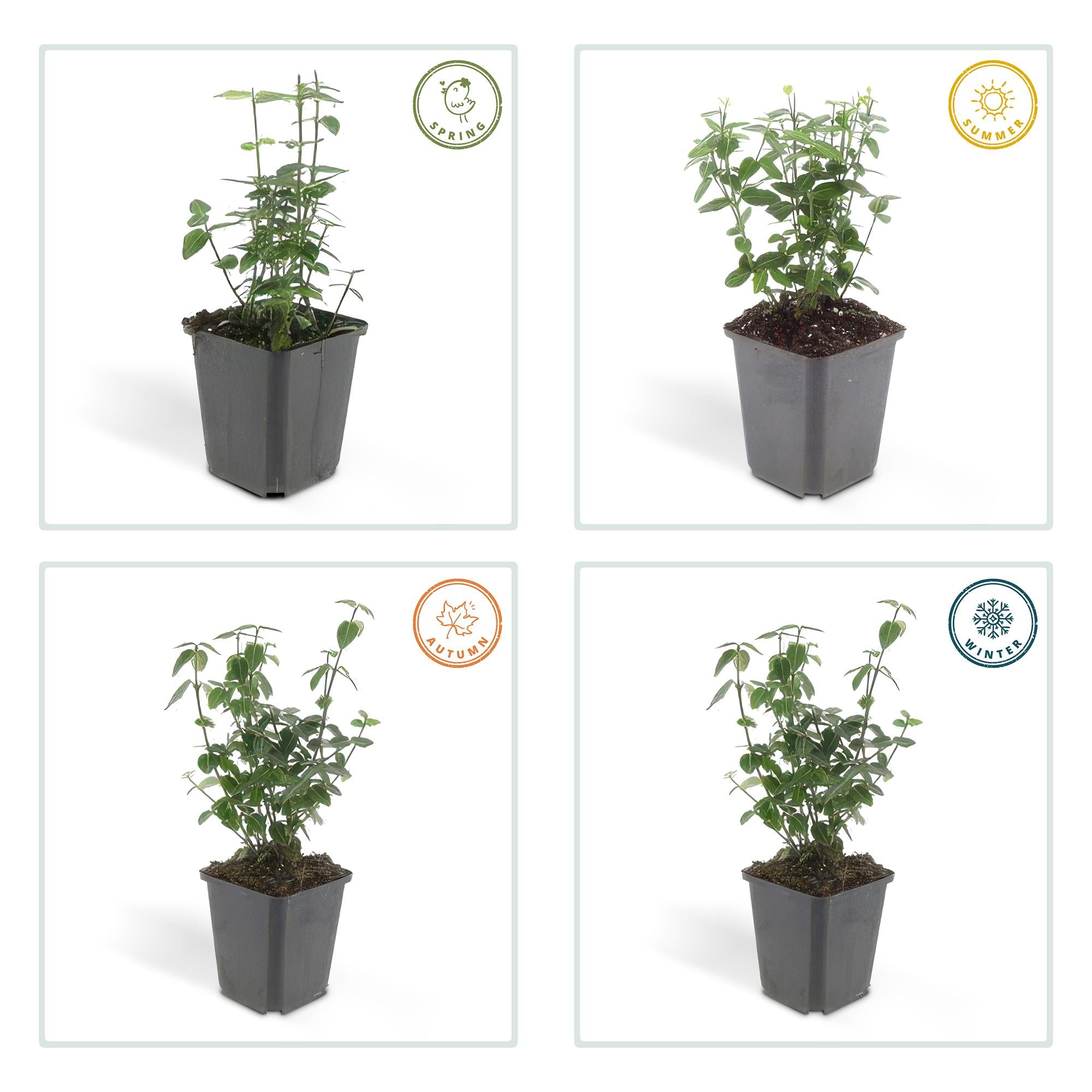 12x Euonymus fortunei radicans - Bodendecker - 10-25cm hoch