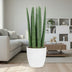 Sansevieria Straight im 12cm Topf - ca. 40cm hoch Bild 3