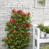 2x Trompetenblume 'Summer Jazz Fire' - 65cm - Topf Ø15 Bild 1