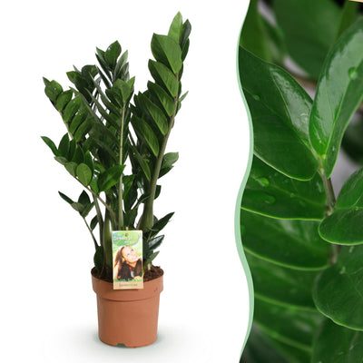 ZZ-Pflanze Zamioculcas, pflegeleicht, Topf 17cm, Höhe 65-75cm