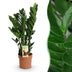 ZZ-Pflanze Zamioculcas, pflegeleicht, Topf 17cm, Höhe 65-75cm Bild 1