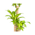 Dracaena Fragrans Massangeana mit Korb (Ø24cm, 130-150cm) Bild 4