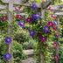 4x Clematis Duo Blue & Red - Waldrebe Duo Blau & Rot - Blau - Rot - Kletterpflanze - Ø9cm - ↕35cm Bild 4