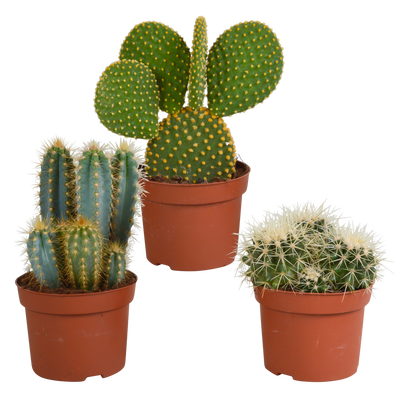 Kakteenmischung 10,5 cm - 3er Pack, ohne Topf