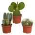 Cactus Mix 10.5 cm - 3-pack, without pot Bild 1