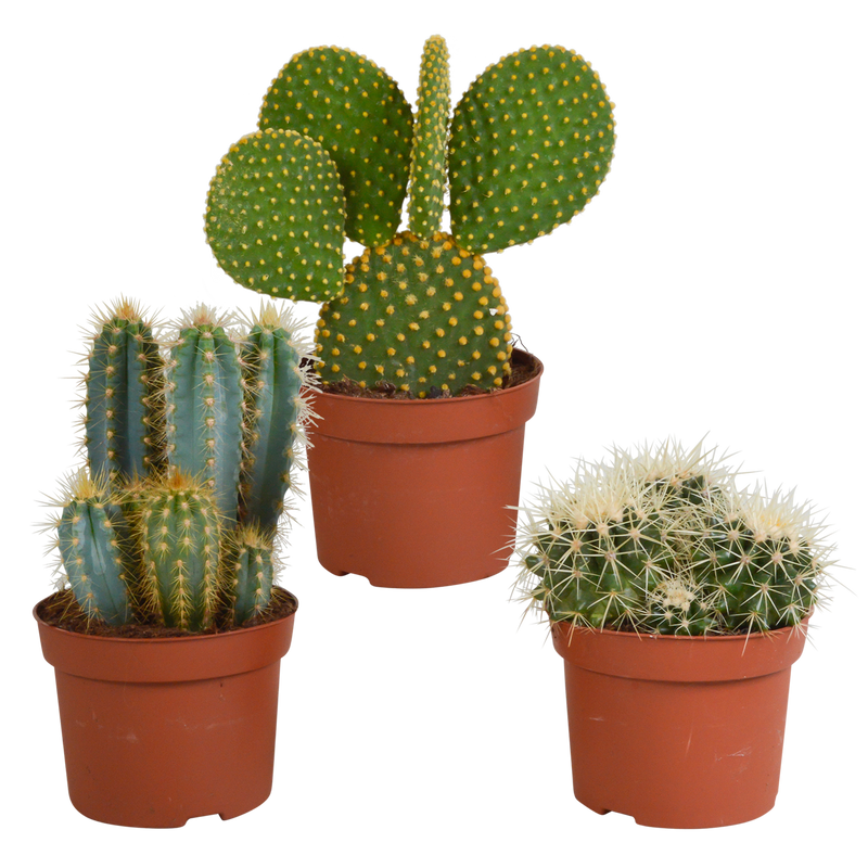 Cactus Mix 10.5 cm - 3-pack, without pot