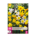 GreenboutiQ Narzissen Botanical Mix Zwiebeln Gelb/Weiß 20 Stück Bild 1
