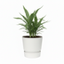Elho Greenville Topf Rund Weiß D14xH13 cm - Moderner Design-Blumentopf Bild 4