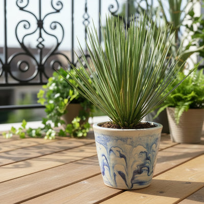 Yucca Rostrata 60 cm – Elegante blaue Zimmerpflanze