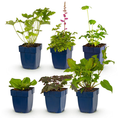 Green boutiQ - Perennials - Border Package - Shade - Assorted - Types and Colors - 6 Plants - Pot 11cm - Height 15-25cm